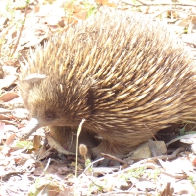 Tachyglossus aculeatus (Short-beaked Echidna) at Hughes, ACT - 25 Jan 2018 by JackyF