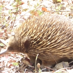 Tachyglossus aculeatus at Hughes, ACT - 25 Jan 2018