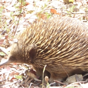 Tachyglossus aculeatus at Hughes, ACT - 25 Jan 2018