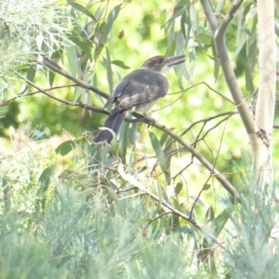 Cracticus torquatus (Grey Butcherbird) at Hughes Grassy Woodland - 25 Jan 2018 by JackyF