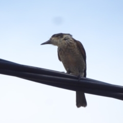 Cracticus torquatus at Hughes, ACT - 25 Jan 2018 02:32 PM