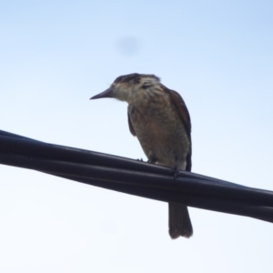 Cracticus torquatus at Hughes, ACT - 25 Jan 2018