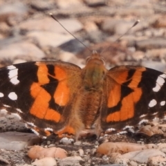 Vanessa kershawi (Australian Painted Lady) at Fadden, ACT - 1 Jan 2018 by YumiCallaway