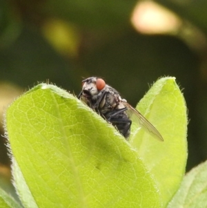 Sarcophagidae sp. (family) at Fadden, ACT - 1 Jan 2018