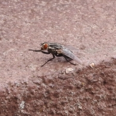 Sarcophagidae sp. (family) at Fadden, ACT - 1 Jan 2018