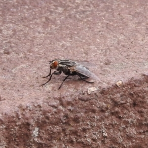 Sarcophagidae sp. (family) at Fadden, ACT - 1 Jan 2018