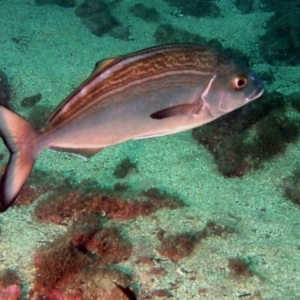 Latridopsis forsteri at Merimbula, NSW - 10 May 2015