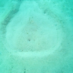 Hypnos monopterygius (Coffin Ray) at Edrom, NSW - 11 Aug 2014 by rickcarey