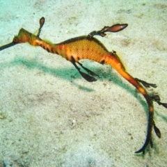 Phyllopteryx taeniolatus (Weedy Seadragon) at Edrom, NSW - 11 Aug 2014 by rickcarey