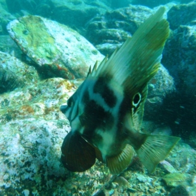 Parazanclistius hutchinsi (Short/shortnosed Boarfish) at Edrom, NSW - 11 Aug 2014 by rickcarey