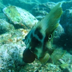 Parazanclistius hutchinsi (Short/shortnosed Boarfish) at East Boyd State Forest - 11 Aug 2014 by rickcarey