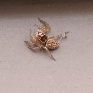 Maratus griseus at Fadden, ACT - 1 Jan 2018 04:51 PM