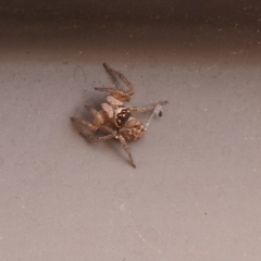 Maratus griseus at Fadden, ACT - 1 Jan 2018 04:51 PM