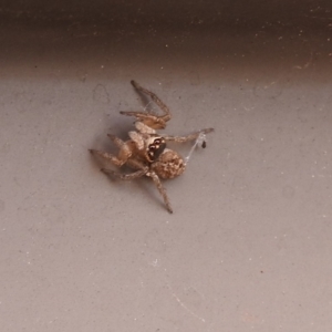 Maratus griseus at Fadden, ACT - 1 Jan 2018