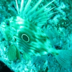 Zeus faber (John Dory) at Merimbula, NSW - 12 Aug 2013 by rickcarey