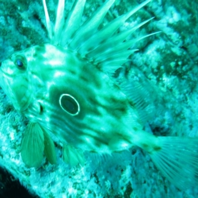 Zeus faber (John Dory) at Merimbula, NSW - 12 Aug 2013 by rickcarey