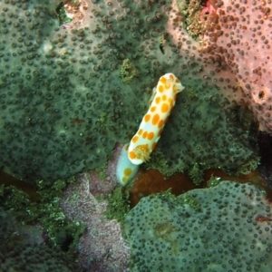 Goniobranchus tasmaniensis at Merimbula, NSW - 13 Sep 2015