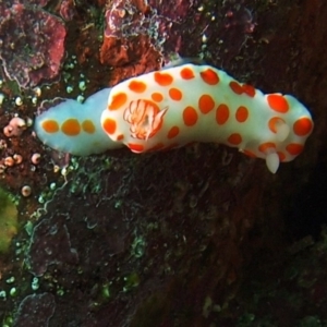 Goniobranchus tasmaniensis at Merimbula, NSW - 13 Sep 2015 11:32 AM