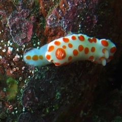 Goniobranchus tasmaniensis at Merimbula, NSW - 13 Sep 2015