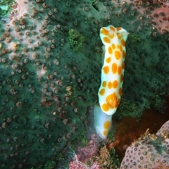 Goniobranchus tasmaniensis at Merimbula, NSW - 13 Sep 2015 11:32 AM