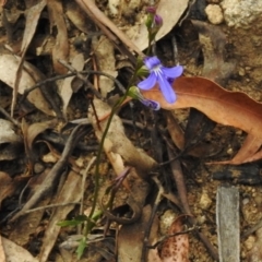 Lobelia dentata/gibbosa (Lobelia dentata or gibbosa) at Cotter River, ACT - 22 Jan 2018 by JohnBundock