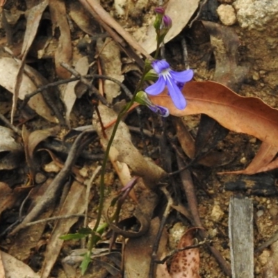 Lobelia dentata/gibbosa (Lobelia dentata or gibbosa) at Cotter River, ACT - 22 Jan 2018 by JohnBundock