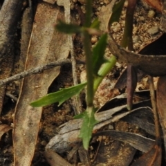 Lobelia dentata/gibbosa at Cotter River, ACT - 23 Jan 2018