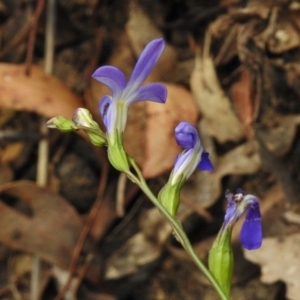 Lobelia dentata/gibbosa at Cotter River, ACT - 23 Jan 2018