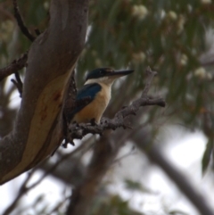 Todiramphus sanctus (Sacred Kingfisher) at Booth, ACT - 22 Jan 2018 by KMcCue