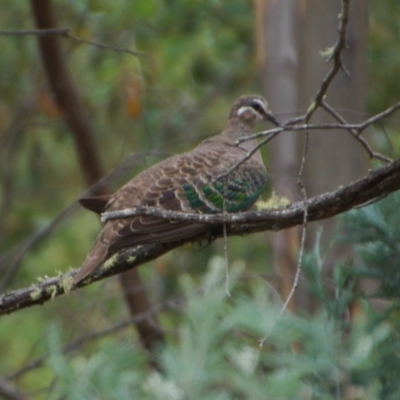 Phaps chalcoptera (Common Bronzewing) at Namadgi National Park - 22 Jan 2018 by KMcCue