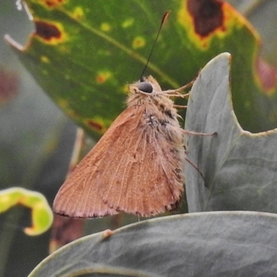 Timoconia flammeata (Bright Shield-skipper) at Paddys River, ACT - 24 Jan 2018 by JohnBundock