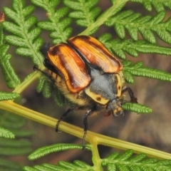 Chondropyga gulosa (Highland cowboy beetle) at Tidbinbilla Nature Reserve - 24 Jan 2018 by JohnBundock