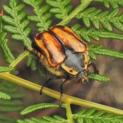 Chondropyga gulosa (Highland cowboy beetle) at Tidbinbilla Nature Reserve - 24 Jan 2018 by JohnBundock