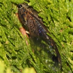 Galanga labeculata (Double-spotted cicada) at Fadden, ACT - 25 Jan 2018 by YumiCallaway