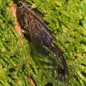 Galanga labeculata at Fadden, ACT - 25 Jan 2018 08:04 AM