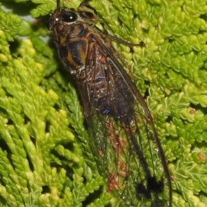 Galanga labeculata at Fadden, ACT - 25 Jan 2018 08:04 AM