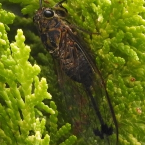 Galanga labeculata at Fadden, ACT - 25 Jan 2018 08:04 AM