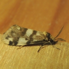 Anestia (genus) (A tiger moth) at Greenway, ACT - 5 Jan 2018 by michaelb