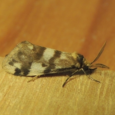 Anestia (genus) (A tiger moth) at Greenway, ACT - 5 Jan 2018 by michaelb