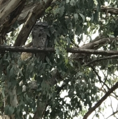 Podargus strigoides (Tawny Frogmouth) at Hackett, ACT - 22 Jan 2018 by Louisab