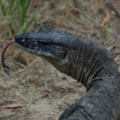 Varanus rosenbergi (Heath or Rosenberg's Monitor) at Namadgi National Park - 22 Jan 2018 by KMcCue