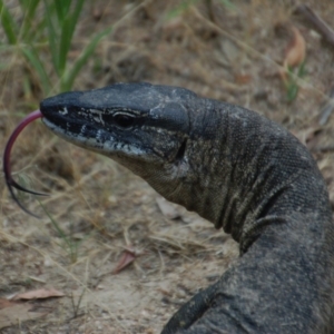 Varanus rosenbergi at Booth, ACT - suppressed