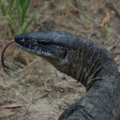 Varanus rosenbergi (Heath or Rosenberg's Monitor) at Namadgi National Park - 22 Jan 2018 by KMcCue