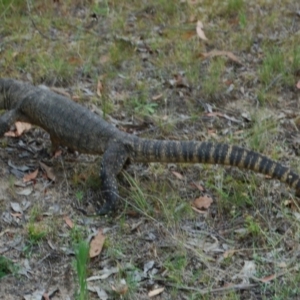 Varanus rosenbergi at Booth, ACT - 22 Jan 2018