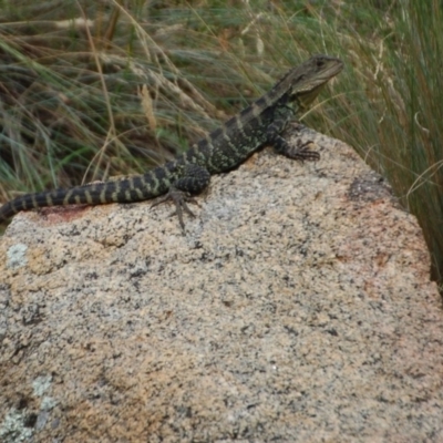 Intellagama lesueurii howittii (Gippsland Water Dragon) at Booth, ACT - 22 Jan 2018 by KMcCue