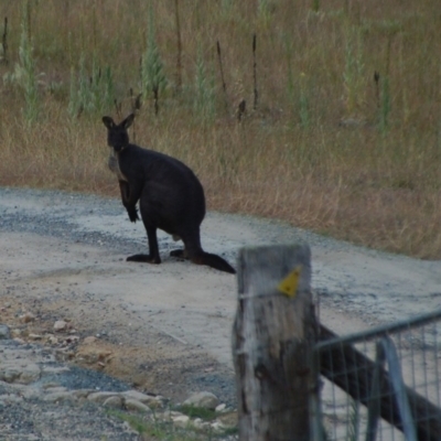 Osphranter robustus (Wallaroo) at Booth, ACT - 21 Jan 2018 by KMcCue