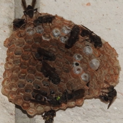 Ropalidia plebeiana (Small brown paper wasp) at Fadden, ACT - 25 Jan 2018 by YumiCallaway