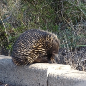 Tachyglossus aculeatus at Red Hill, ACT - 26 Jan 2018