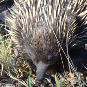 Tachyglossus aculeatus at Red Hill, ACT - 26 Jan 2018 09:37 AM