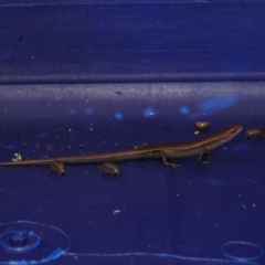 Lampropholis delicata at Fadden, ACT - 26 Jan 2018 08:14 AM